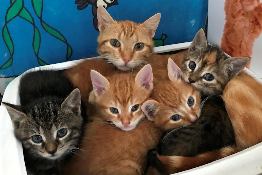 Kitten-opvang en zwerfkatten