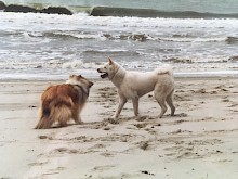 Honden vriendjes op het strand