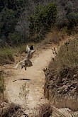 Dansende witte maki in Madagaskar
