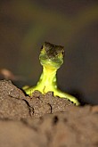 Grappige salamander in Costa Rica