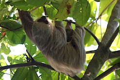 Luiaard in Costa Rica