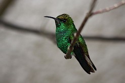 Kleurrijke vogel in  Costa Rica