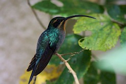 Kleurrijke vogel in Costa Rica