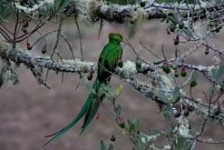 Mannetje Quetzal in Costa Rica