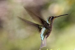 Kolibrie in Costa Rica