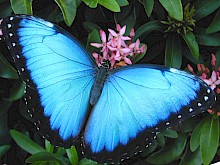 Blue Morpho vlinder in Costa Rica