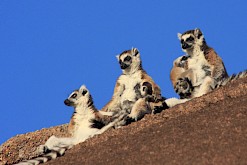 Zonnebadende ringstaart maki in Madagaskar