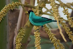 Kleurrijke vogel in Costa Rica