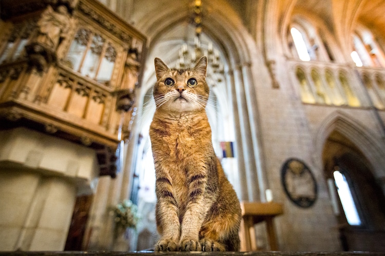 Geliefde zwerfkat krijgt een herdenkingsdienst in de kerk waar ze 12 jaar leefde!