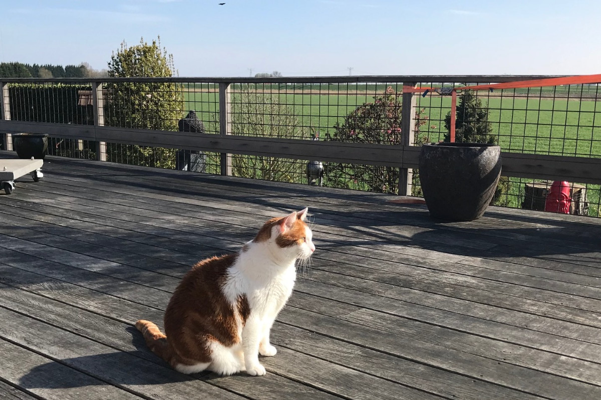 Kijk deze poes genieten!