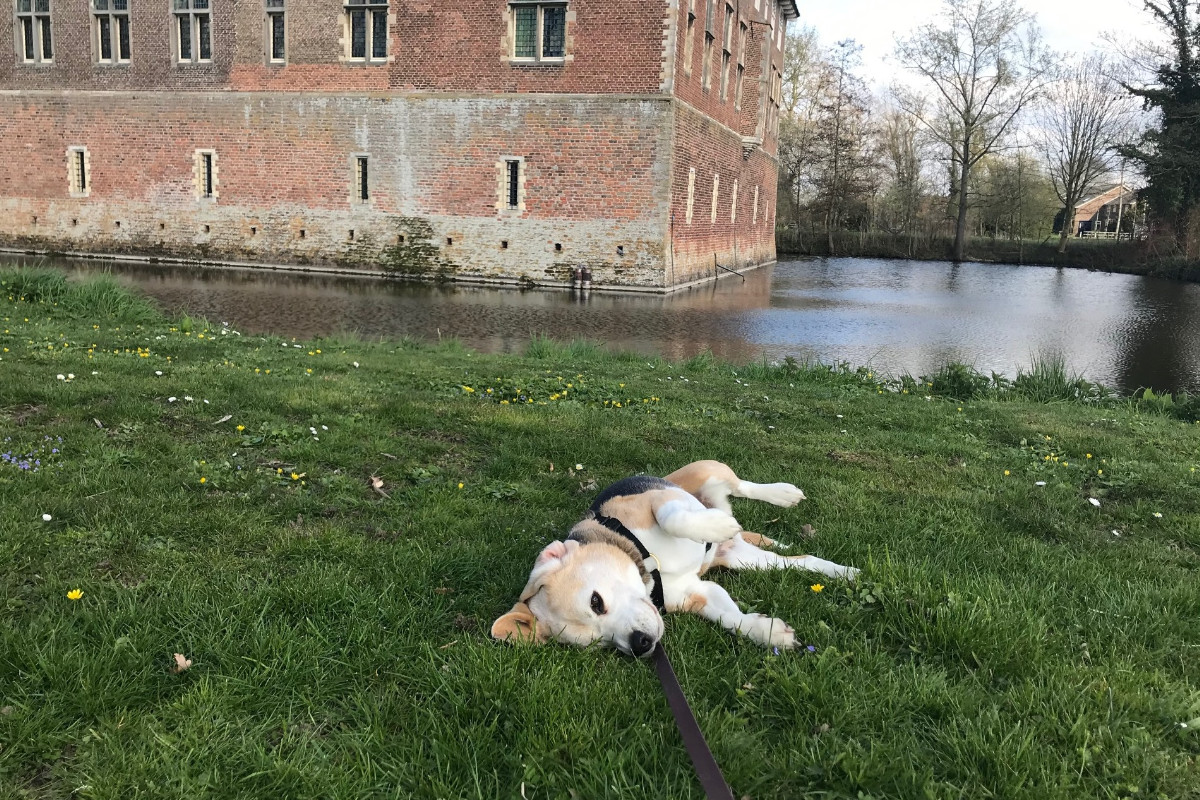 Mooie omgeving in Dussen. En..met een chateau waardige hond!