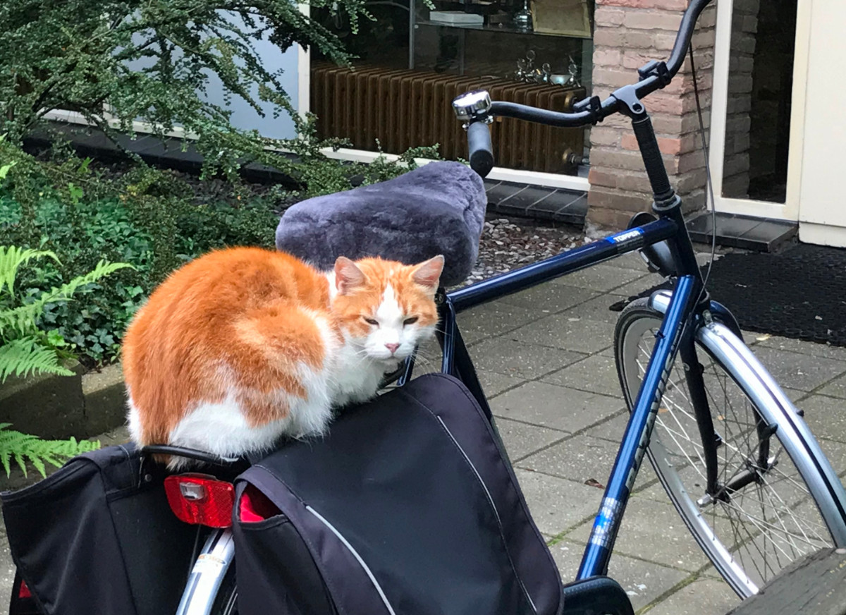Kat achterop de fiets!