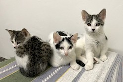 3 prachtige gesocialiseerde kittens