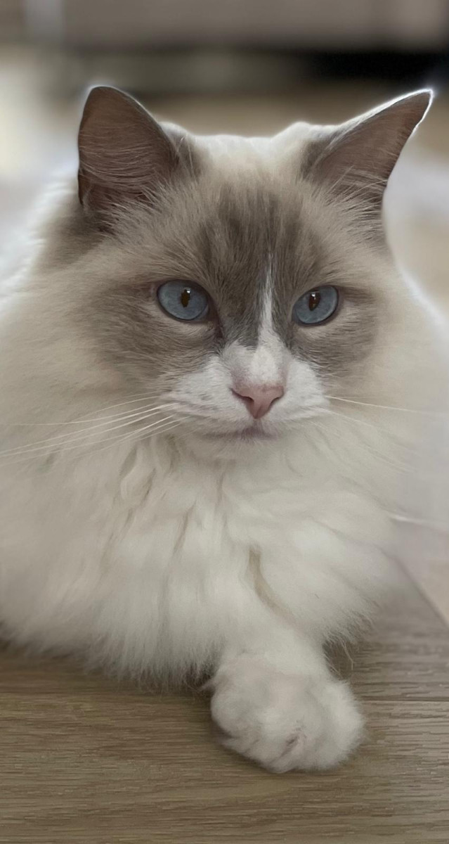 Donder Storm Jabba en Leia