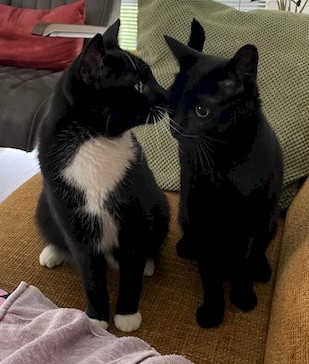 Ziggy en Zorro (ZZtop)